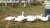 Import Snow goose decoy hunting decoy which made of EVA foam from China