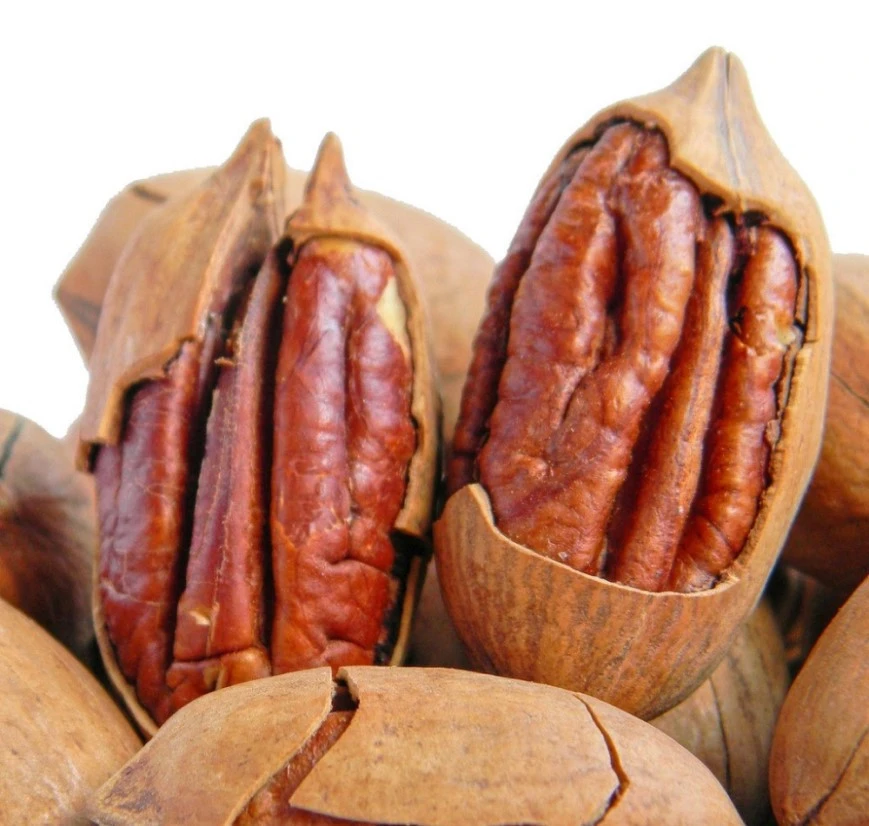 South Africa High quality pecan nuts for sale in shell pecan nuts price