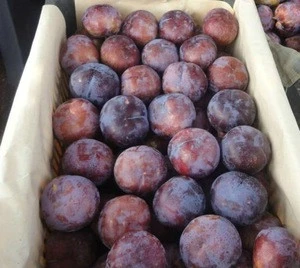 Stock available   Quality Plums ready for supply..