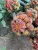 Import Succulents wholesale live plants natural indoor cactus plant succulent nursery decoration woody plant from China