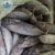 Import Superior quality bonito seafood frozen fish for canned food caned from China