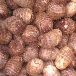 Taro , Fresh Taro, Dried Taro from EU/THAI