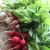 Import Top Quality Fresh Radish For Sale from China