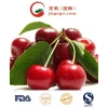 Top Quality IQF Frozen Fruit and Cherry