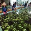 top supplier: Hkvimex Vietnam supplier fresh banana