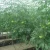 Import Ultraviolet-Proof Plastic Film Agricultural Greenhouse For Tomato Production from China