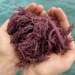 Very cheap Price Purple Seamoss/Purple Seaweed/Irish Seamoss  (Cara: +84961339664)