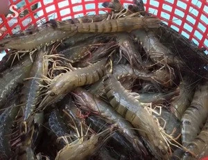 Vietnam exports - high quality black tiger shrimp
