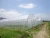 Import Waterproof Plastic Film Low Tunnel Greenhouse,Commercial Plastic Film Greenhouse for Agricultural from China