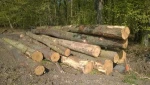 White Oak Logs