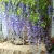 white wisteria artificial home decor wedding decoration artificial flowers vine hanging leaves purple wisteria flowers