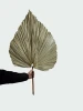 Wholesale Natural Flower Dried Palm Leaves For Decor