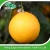 Import Wholesale yellow Fresh Eureka lemon fruit from china supplier export price from China