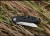 Import Widely use  Wholesale Pocket Utility Knife for outdoor fishing hiking hunting rescue from China