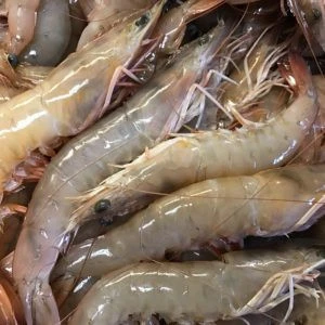 Wild fresh caught white brown whole frozen live cooked shrimp