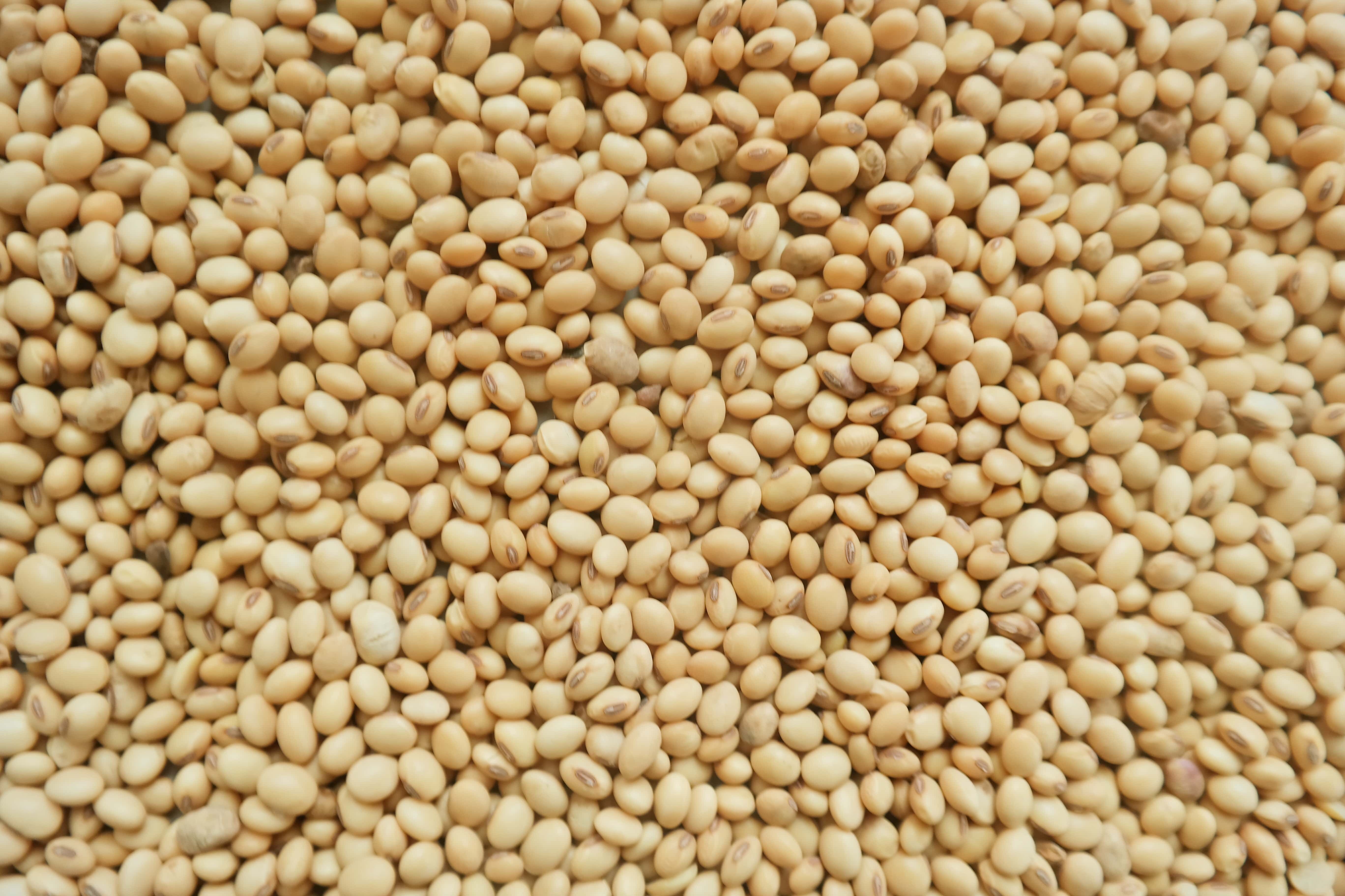 Buy Soya Bean from FIVER EMPIRE LTD, Nigeria
