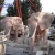 Import factory custom stone carving life size outdoor park decor sunset red marble elephant statue for sale from China