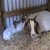Import live Boer Goats for sale from Tanzania