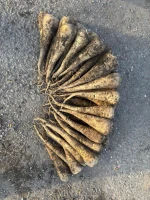 Parsnip