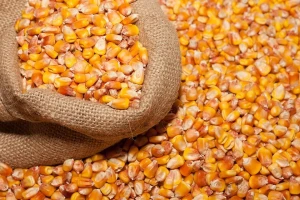 corn, yello corn, fresh corn , dried corn, tradewheel