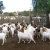 Import boer goats from South Africa