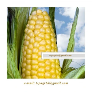 Yellow Maize Corn - YELLOW CORN - from UKRAINE / PRICE 2020 /