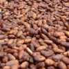 Cocoa beans