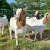Import live Boer Goats for sale from Tanzania
