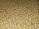 Premium Quality Soybean/ SoyBean / Soybeans Seeds