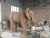 Import factory custom stone carving life size outdoor park decor sunset red marble elephant statue for sale from China