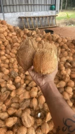 A1 Quality Semi-Husked Coconut
