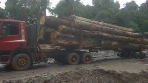 Doussie -Bibolo -Zingana wood logs for sale