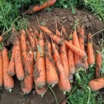 Fresh Carrots Ready For Delivery