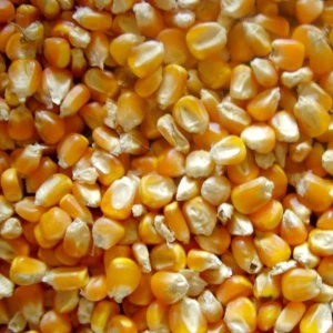 cheap price NON GMO White Corn for Animal and Human Consumption