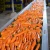 Import Fresh Carrots Ready For Delivery from Thailand