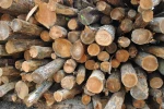 Premium Saw Logs Bulk Supply High Quality Timber Export Grade Material