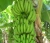 Import Cavendish Bananas from Kenya