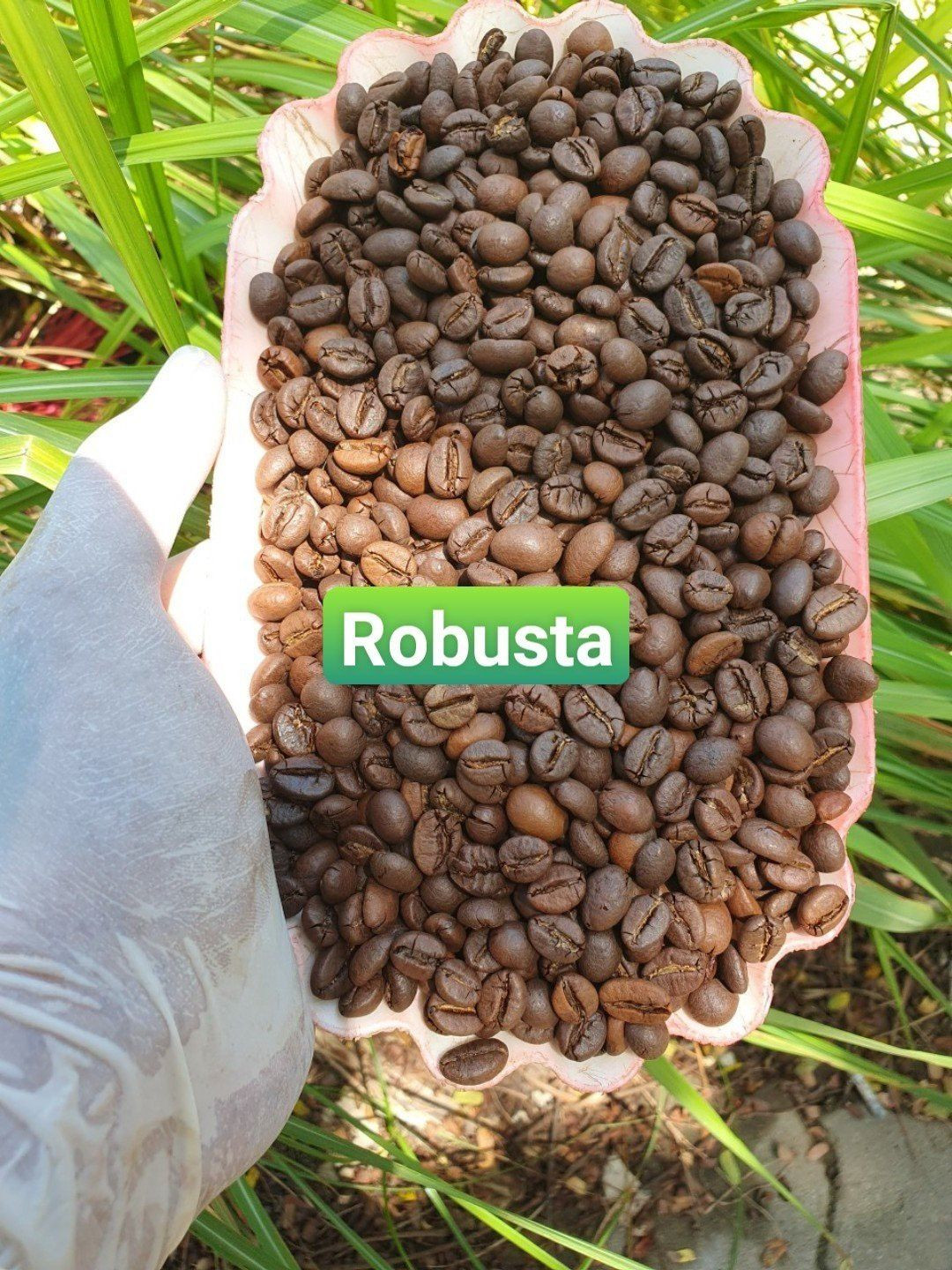 Buy Coffee Bean From Vietnam E2 (80% Robusta, 20% Arabica) from PULLS ...