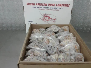 West Cape South Africa Rock Frozen  Lobster