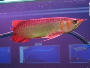 Aquarium  Arowana Gold Fish