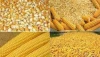 Yellow corn GMO and Non GMO