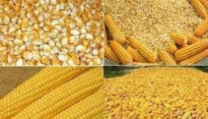 Yellow corn GMO and Non GMO