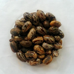 Dried Castor Oil Seeds