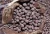 Import Iron Ore Pellets | Fe ~64.5% from United Arab Emirates