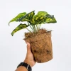 Cocopot Biodegradable Seed Starter Pots for Gardening