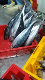 Bonito tuna fish