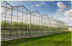 Greenhouse frame/greenhouse