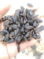 sunflower seeds