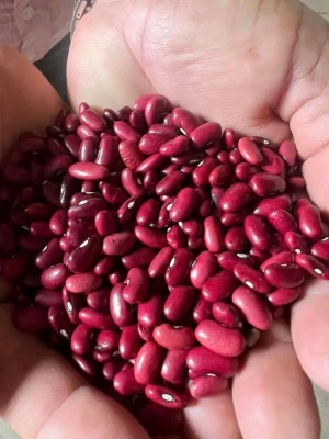 Natural Red Kidney Beans – Premium Quality – Bulk Export Supplier