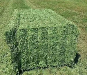 High Quality Alfalfa Hay, Nutritional Animal Feed in Wholesale